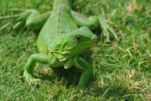 A Fantastic Look at a Green Iguana photo