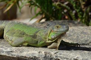 Sunning Green Iguana on a Rock Ledge photo