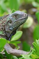 Beautiful Face of an Iguana photo