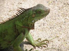 iguana verde en un camino foto