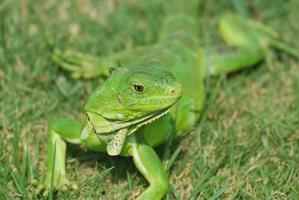 Gorgeous Green Iguana Stretched Out photo