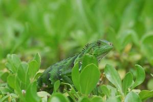 Amazing Green Lizard in Bushes photo