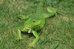 iguana verde estirada en la hierba foto