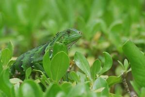 Green American Iguana on the Top of a Shrub photo