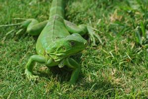 Bright Green Iguana in Grass photo