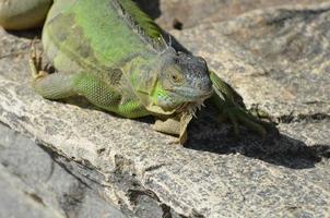 iguana verde descansando al sol foto