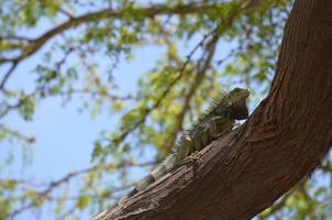 Green Iguana Climbing up the Trunk of a Tree photo