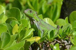 iguana común retozando en los arbustos foto