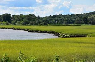 Green Marsh Grass Growing Along the River Way photo