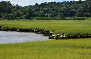 Lush Green Marsh Grass in the Spring Along the River photo