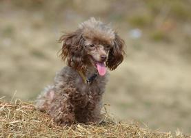 Brown Toy Poodle on Bail of Hay photo