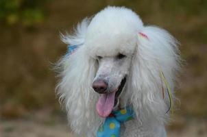 caniche estándar blanco con un pelaje esponjoso foto