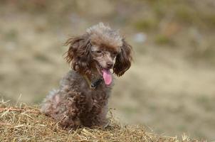 Sweet Brown Toy Poodle on a Bail of Hay photo