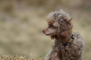 Small Brown Toy Poodle photo