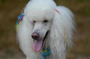 caniche estándar después de un aseo foto