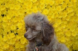 Brown Poodle Pup Sitting with Yellow Flowers photo