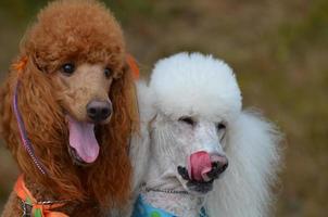 Poodle Love and Romance photo