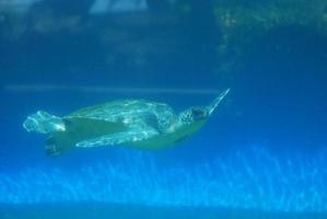 Sea Turtle Gliding Underwater photo