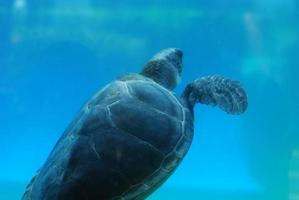 Amazing Swimming Sea Turtle Underwater photo