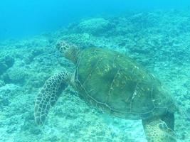 increíble natación de tortugas marinas foto