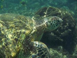 Loggerhead Sea Turtle Underwater photo