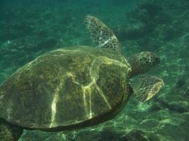 Fantastic View of a Sea Turtle Underwater photo