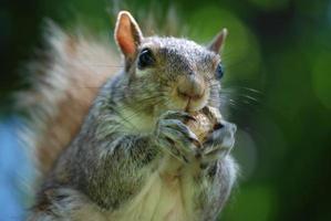 Squirrel With Long Nails Eating a Nut photo