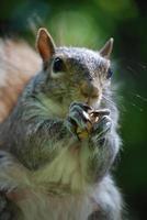 cara de una ardilla comiendo un maní foto