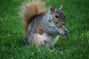 A Squirrel With a Peanut photo