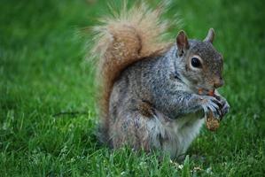 Squirrel Lazily Eating a Peanut from the Shell photo