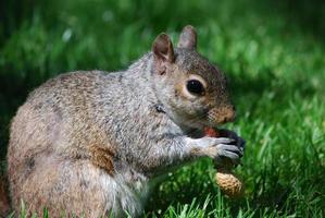 Profile of a Squirrel Eating a Peanut photo