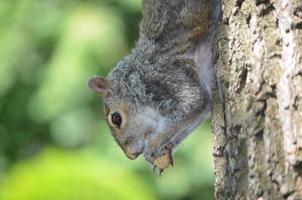 Squirrel Hanging Upside Down on a Tree photo