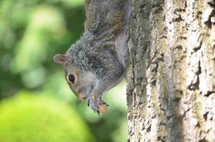 Squirrel Climbing Down the Trunk of a Tree photo