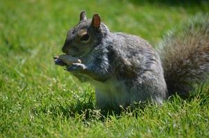 Squirrel Holding a Peanut in his Paws photo