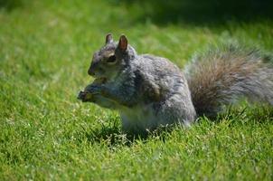 Squirrel with a Peanut in his Paws photo