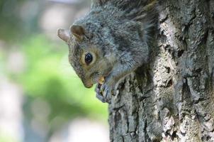 Squirrel Climbing Down a Tree Eating a Nut photo