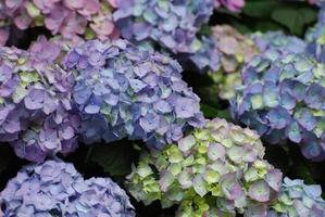 bonitos racimos de flor de hortensia pastel floración foto