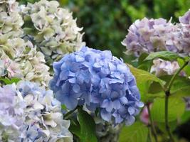 Pastel Hydrangea Flowering Boughs in Bloom photo