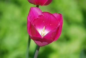 Dark Pink Flowering Tulip Flower Blossom photo