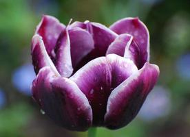Gorgeous Purple Flowering Tulip in a Garden with Raindrops photo