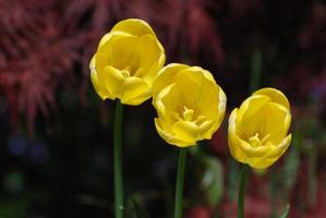 tres tulipanes amarillos florecientes de diferentes alturas foto