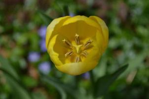 mirando hacia el interior de un tulipán amarillo foto