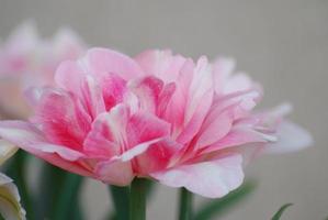 Pretty Pale Pink Parrot Tulip Flower Blossom photo