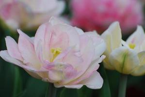 Very Pretty Pale Pink Parrot Tulip Flower Blossom photo