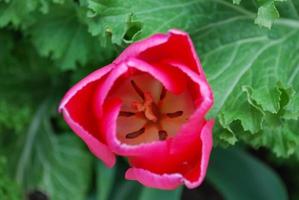 Looking Down at a Beautiful Dark Pink Tulip photo