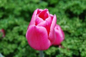 Gorgeous Dark Pink Tulip Flowering in a Garden photo