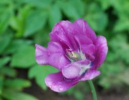 Pretty Flowering Purple Parrot Tulip in a Garden photo