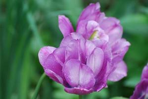 Gorgeous Flowering Purple Parrot Tulip Blossom in Spring photo