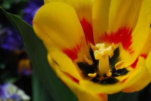 Pretty Blooming Yellow Tulip with Red in the Center photo