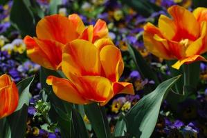 muy bonito colorido tulipán rayado amarillo y rojo foto